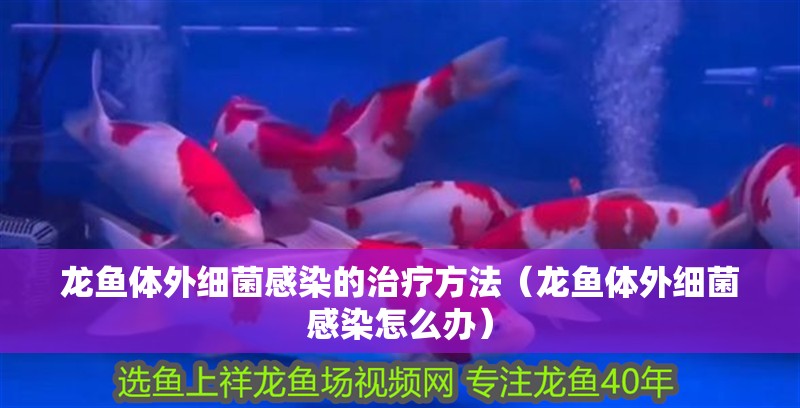 龍魚體外細(xì)菌感染的治療方法（龍魚體外細(xì)菌感染怎么辦）