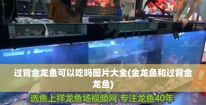 過背金龍魚可以吃嗎圖片大全(金龍魚和過背金龍魚)