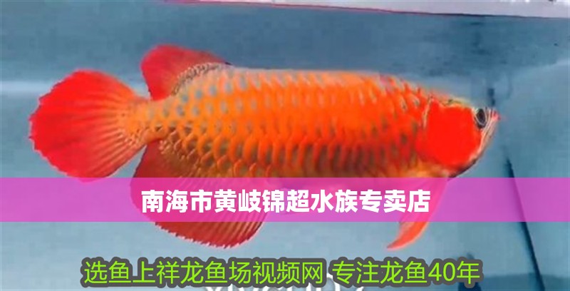 南海市黃岐錦超水族專賣店