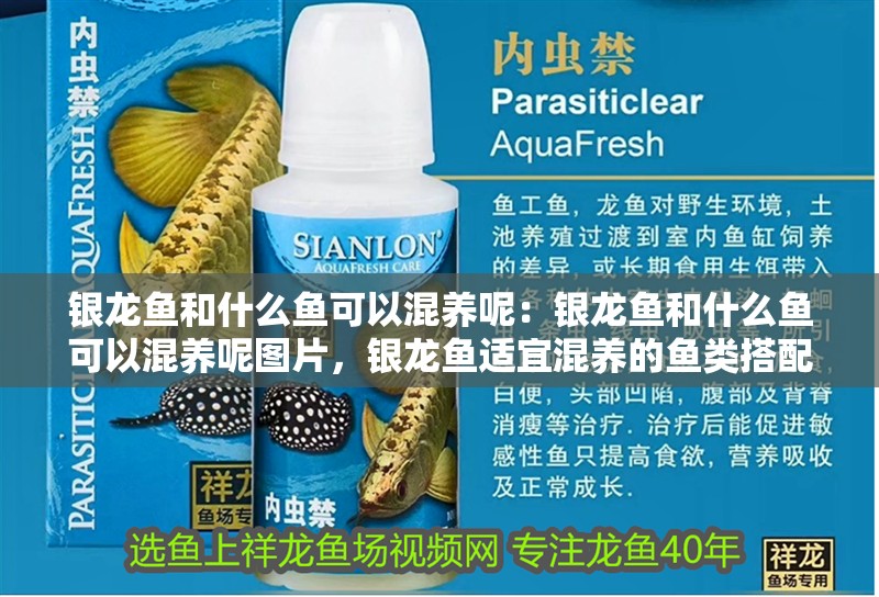 銀龍魚和什么魚可以混養呢：銀龍魚和什么魚可以混養呢圖片，銀龍魚適宜混養的魚類搭配