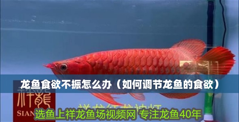 龍魚食欲不振怎么辦（如何調節龍魚的食欲）