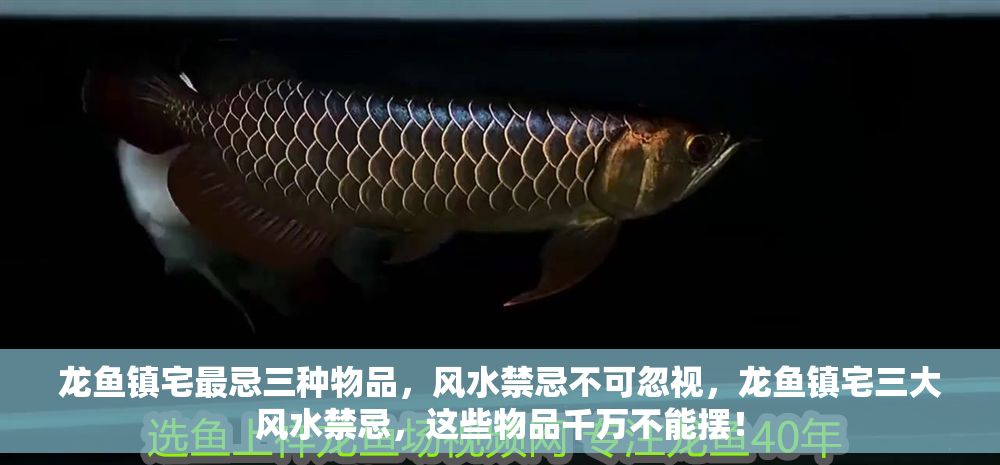 龍魚鎮(zhèn)宅最忌三種物品，風(fēng)水禁忌不可忽視，龍魚鎮(zhèn)宅三大風(fēng)水禁忌，這些物品千萬不能擺！
