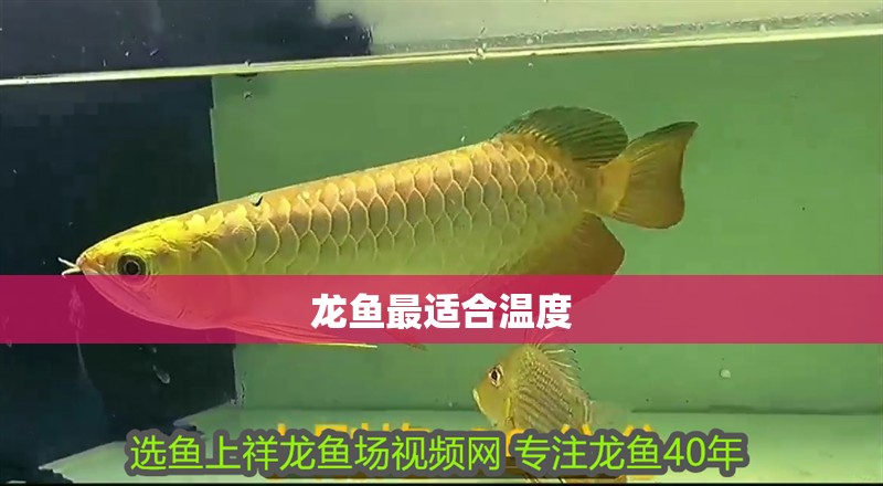 龍魚最適合溫度 龍魚最適合溫度 龍魚百科 第4張