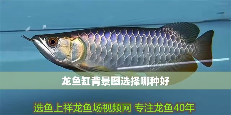 龍魚缸背景圖選擇哪種好