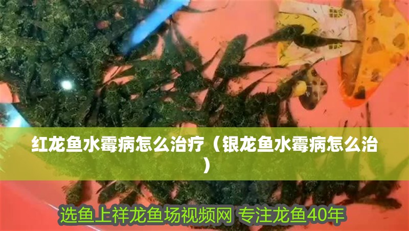 紅龍魚水霉病怎么治療（銀龍魚水霉病怎么治）