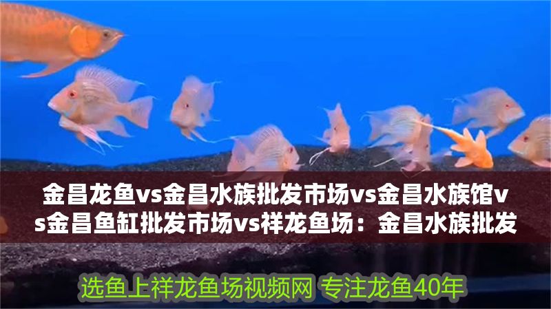 金昌龍魚vs金昌水族批發市場vs金昌水族館vs金昌魚缸批發市場vs祥龍魚場：金昌水族批發市場和祥龍魚場