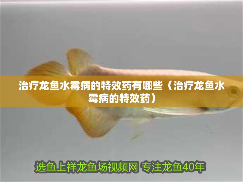 治療龍魚水霉病的特效藥有哪些（治療龍魚水霉病的特效藥）