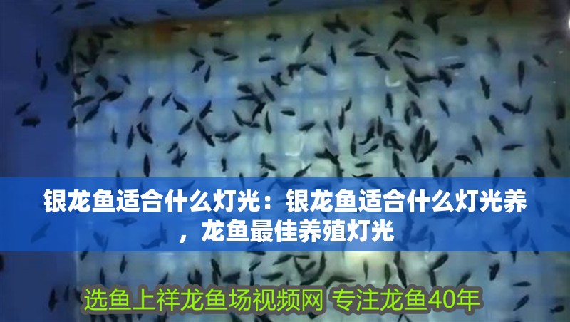 銀龍魚適合什么燈光：銀龍魚適合什么燈光養，龍魚最佳養殖燈光