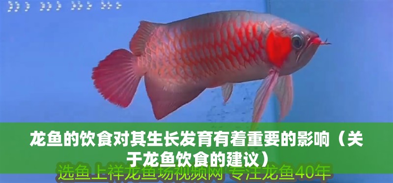 龍魚的飲食對其生長發育有著重要的影響（關于龍魚飲食的建議）