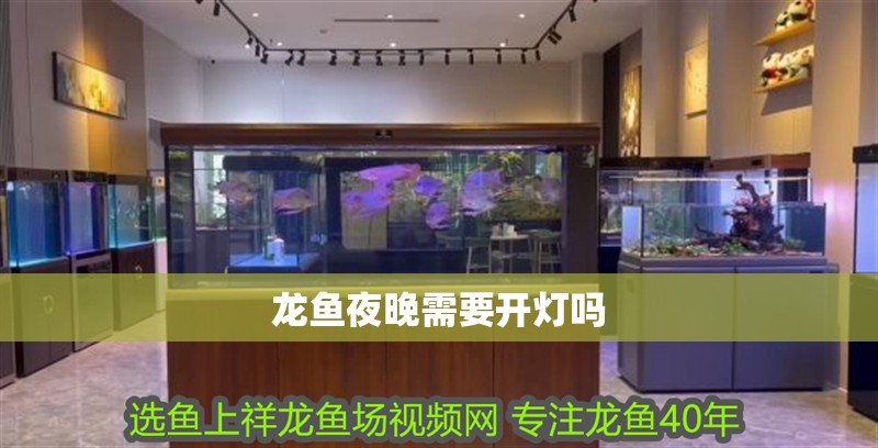 龍魚夜晚需要開燈嗎