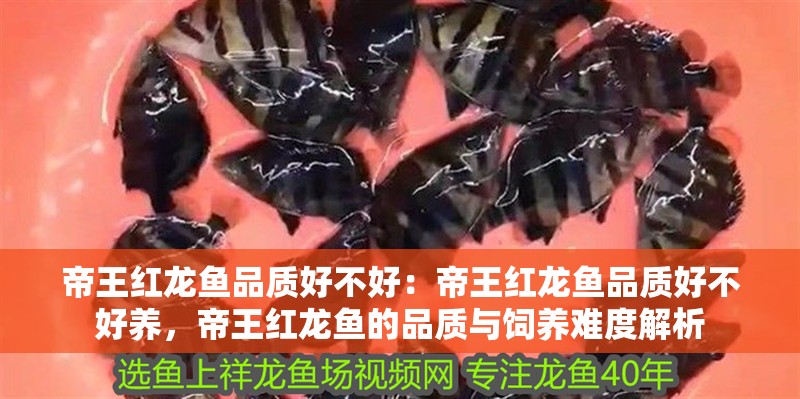 帝王紅龍魚品質好不好：帝王紅龍魚品質好不好養，帝王紅龍魚的品質與飼養難度解析