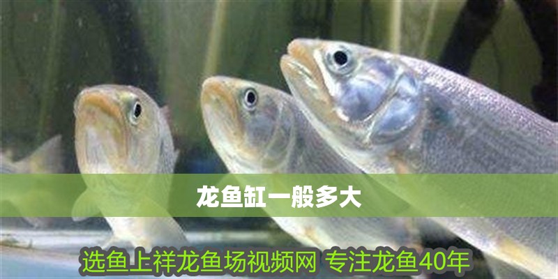 龍魚缸一般多大