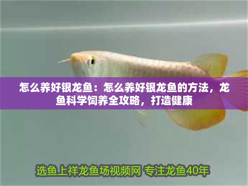 怎么養好銀龍魚：怎么養好銀龍魚的方法，龍魚科學飼養全攻略，打造健康