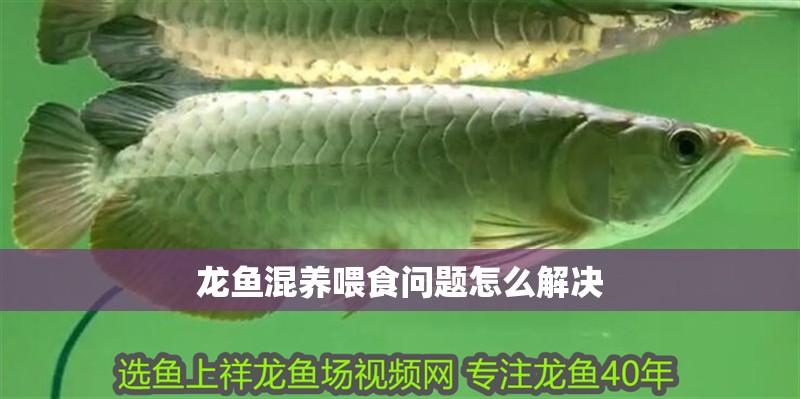 龍魚混養(yǎng)喂食問題怎么解決