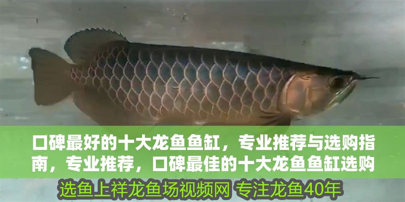 口碑最好的十大龍魚魚缸，專業推薦與選購指南，專業推薦，口碑最佳的十大龍魚魚缸選購指南