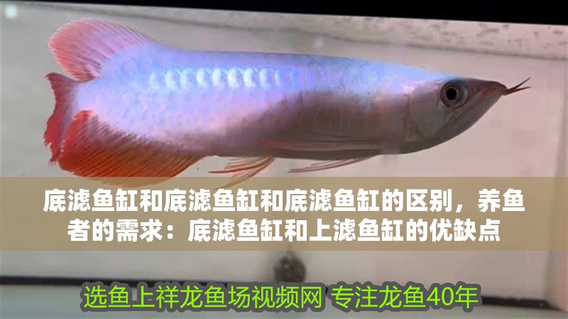 底濾魚缸和底濾魚缸和底濾魚缸的區別，養魚者的需求：底濾魚缸和上濾魚缸的優缺點
