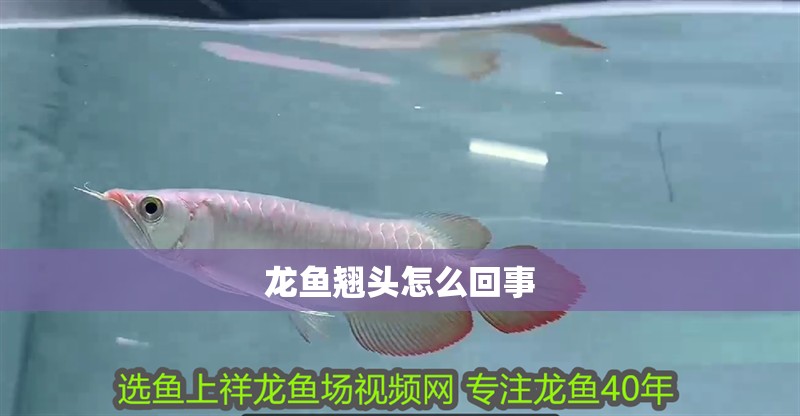 龍魚翹頭怎么回事