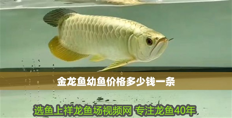 金龍魚幼魚價格多少錢一條