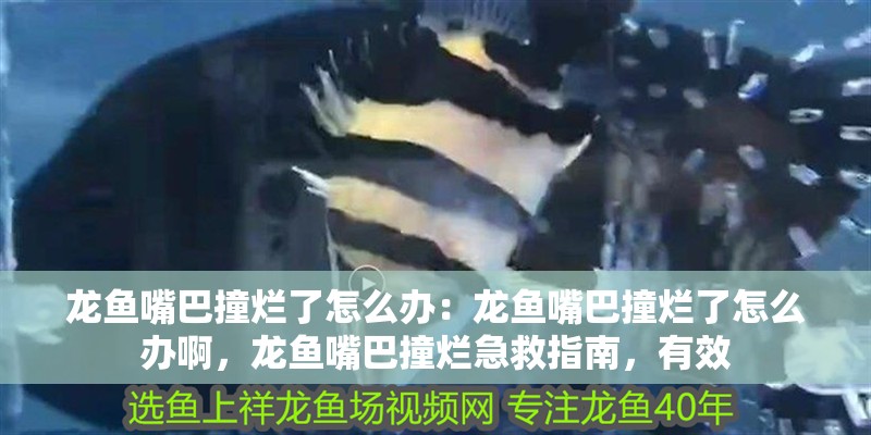 龍魚嘴巴撞爛了怎么辦：龍魚嘴巴撞爛了怎么辦啊，龍魚嘴巴撞爛急救指南，有效