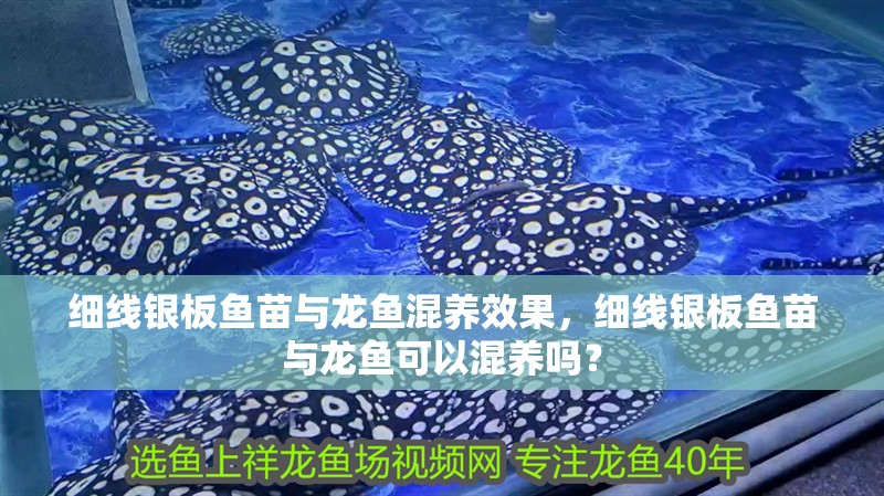 細線銀板魚苗與龍魚混養效果，細線銀板魚苗與龍魚可以混養嗎？ 細線銀板魚苗與龍魚混養效果，細線銀板魚苗與龍魚可以混養嗎？ 虎魚百科