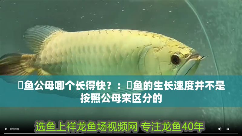 魟魚公母哪個(gè)長(zhǎng)得快？：魟魚的生長(zhǎng)速度并不是按照公母來(lái)區(qū)分的