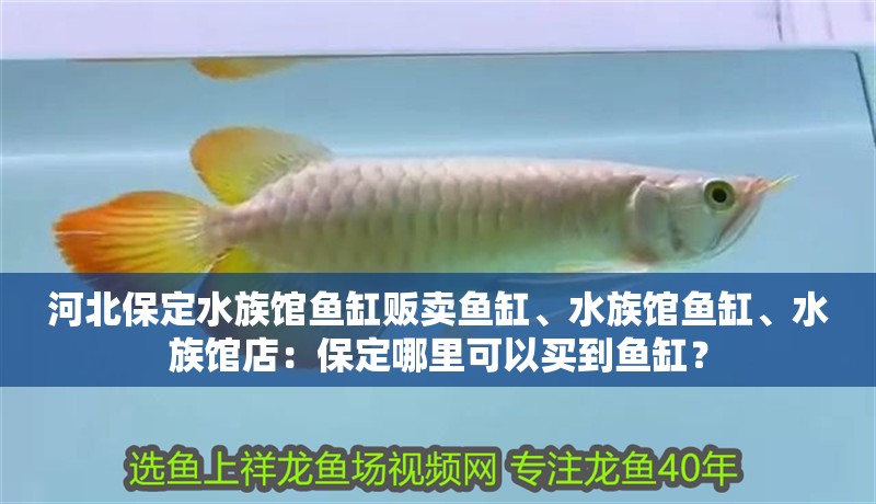 河北保定水族館魚缸販賣魚缸、水族館魚缸、水族館店：保定哪里可以買到魚缸？