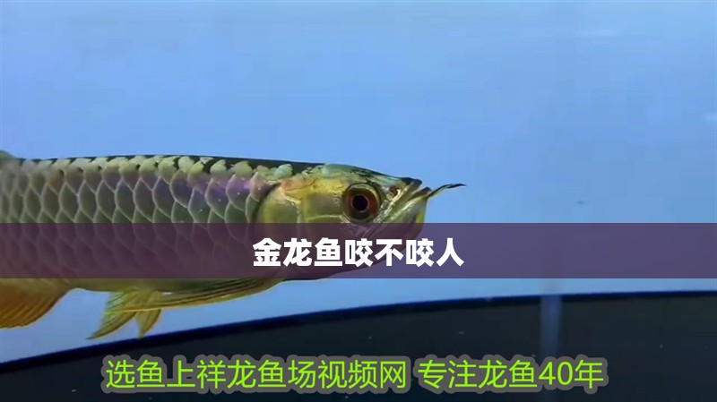金龍魚咬不咬人