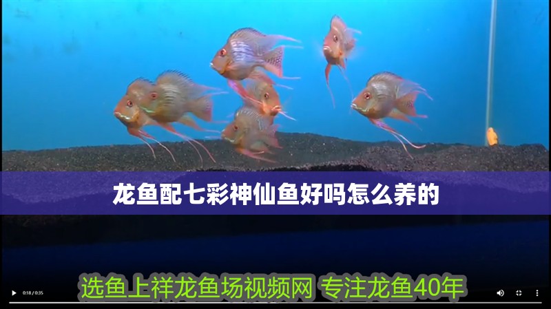 龍魚配七彩神仙魚好嗎怎么養的