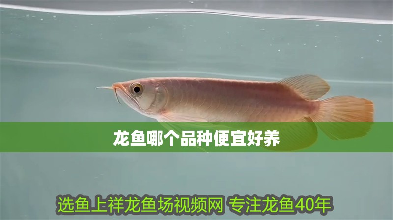 龍魚哪個品種便宜好養