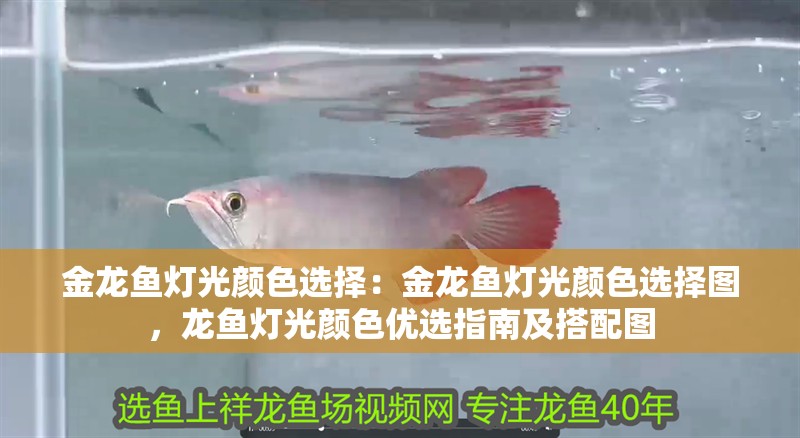 金龍魚燈光顏色選擇：金龍魚燈光顏色選擇圖，龍魚燈光顏色優選指南及搭配圖 金龍魚燈光顏色選擇：金龍魚燈光顏色選擇圖，龍魚燈光顏色優選指南及搭配圖 水族問答