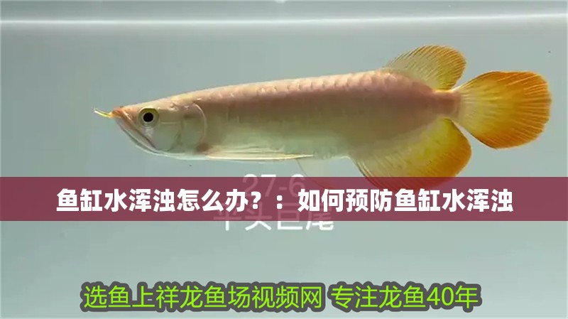 魚缸水渾濁怎么辦？：如何預防魚缸水渾濁