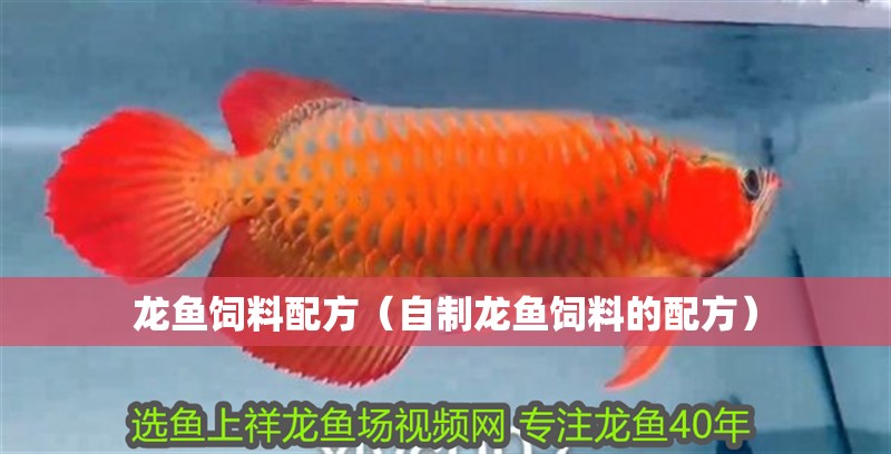 龍魚飼料配方（自制龍魚飼料的配方）
