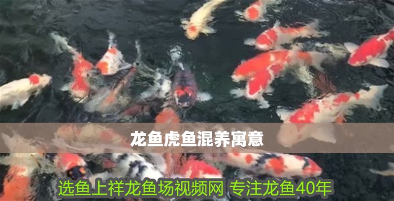 龍魚虎魚混養(yǎng)寓意