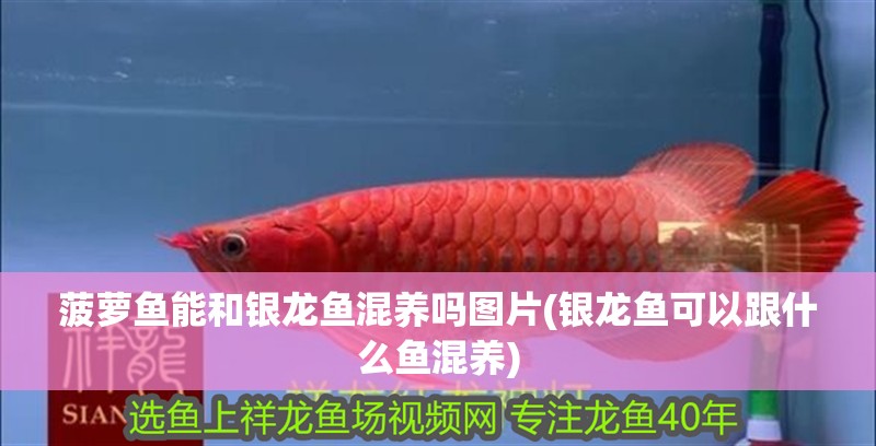 菠蘿魚能和銀龍魚混養嗎圖片(銀龍魚可以跟什么魚混養)