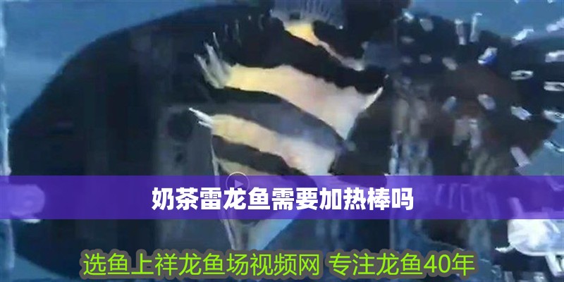 奶茶雷龍魚需要加熱棒嗎