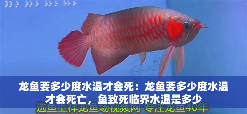 龍魚要多少度水溫才會死：龍魚要多少度水溫才會死亡，魚致死臨界水溫是多少