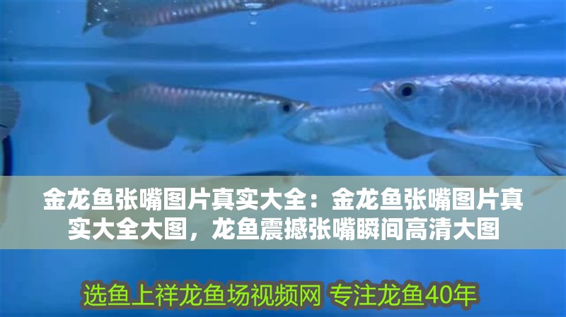 金龍魚張嘴圖片真實大全：金龍魚張嘴圖片真實大全大圖，龍魚震撼張嘴瞬間高清大圖 金龍魚張嘴圖片真實大全：金龍魚張嘴圖片真實大全大圖，龍魚震撼張嘴瞬間高清大圖 水族問答