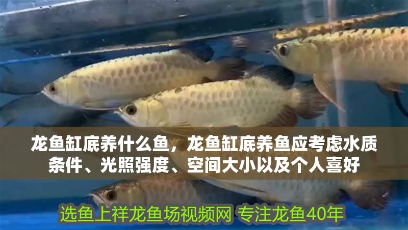 龍魚缸底養(yǎng)什么魚，龍魚缸底養(yǎng)魚應考慮水質條件、光照強度、空間大小以及個人喜好