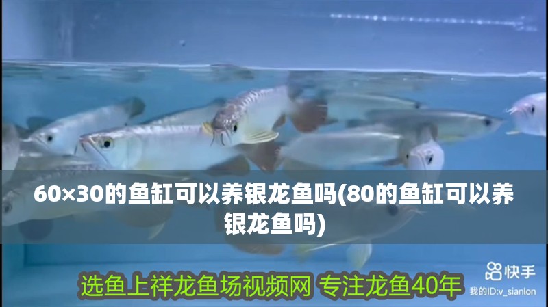 60×30的魚缸可以養銀龍魚嗎(80的魚缸可以養銀龍魚嗎)