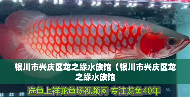 銀川市興慶區(qū)龍之緣水族館（銀川市興慶區(qū)龍之緣水族館