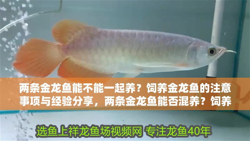 兩條金龍魚(yú)能不能一起養(yǎng)？飼養(yǎng)金龍魚(yú)的注意事項(xiàng)與經(jīng)驗(yàn)分享，兩條金龍魚(yú)能否混養(yǎng)？飼養(yǎng)注意事項(xiàng)與實(shí)戰(zhàn)經(jīng)驗(yàn)分享