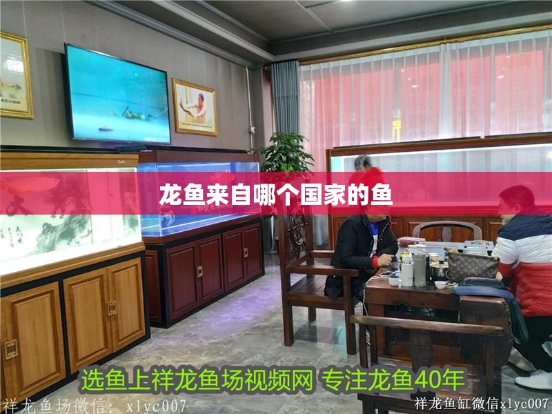 龍魚來自哪個國家的魚