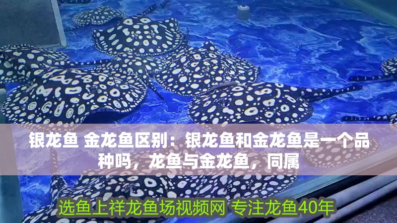 銀龍魚 金龍魚區別：銀龍魚和金龍魚是一個品種嗎，龍魚與金龍魚，同屬