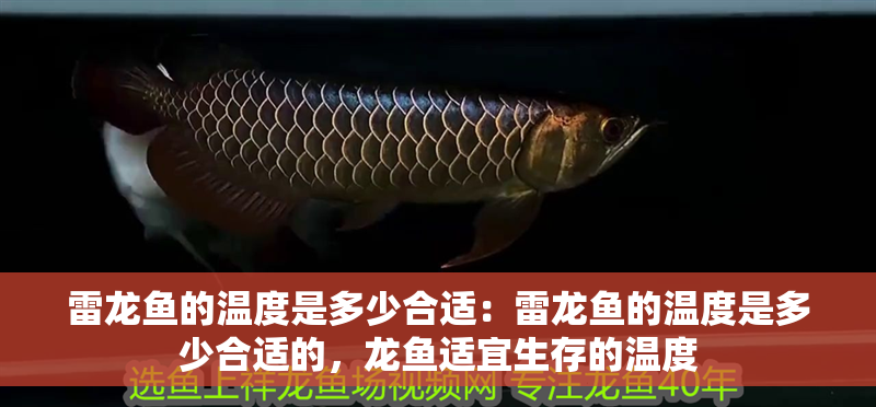 雷龍魚的溫度是多少合適：雷龍魚的溫度是多少合適的，龍魚適宜生存的溫度