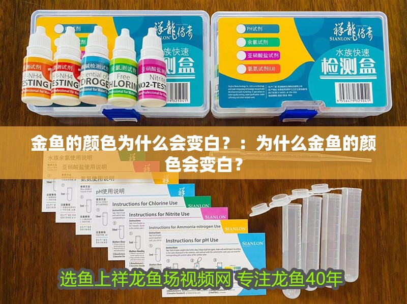 金魚(yú)的顏色為什么會(huì)變白？：為什么金魚(yú)的顏色會(huì)變白？