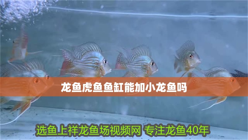 龍魚虎魚魚缸能加小龍魚嗎