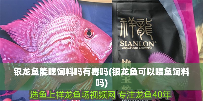 銀龍魚能吃飼料嗎有毒嗎(銀龍魚可以喂魚飼料嗎)