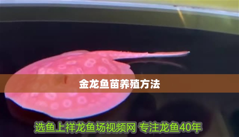 金龍魚苗養殖方法