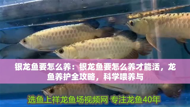 銀龍魚要怎么養(yǎng)：銀龍魚要怎么養(yǎng)才能活，龍魚養(yǎng)護(hù)全攻略，科學(xué)喂養(yǎng)與
