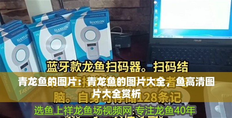 青龍魚的圖片：青龍魚的圖片大全，魚高清圖片大全賞析